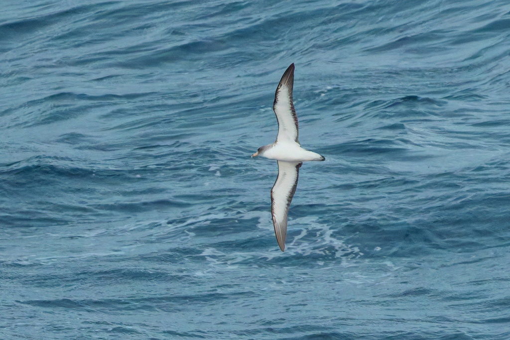 Northern Fulmar (Calonectris diomedea) — espèce marine DUNE