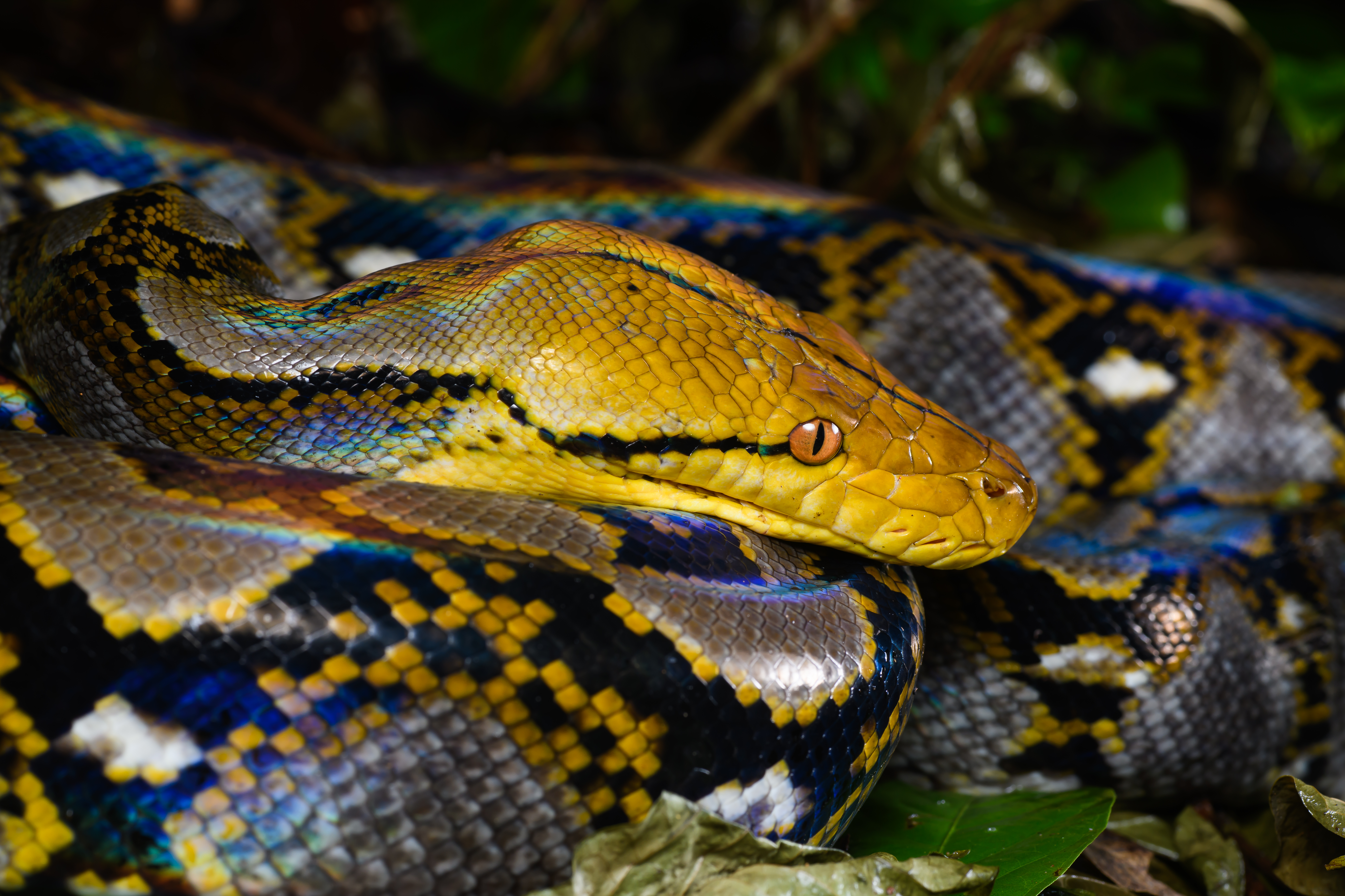 Reticulated Python (Malayopython reticulatus) — espèce marine DUNE