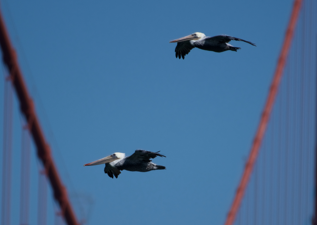 Brown Pelican (Pelecanus occidentalis) — espèce marine DUNE