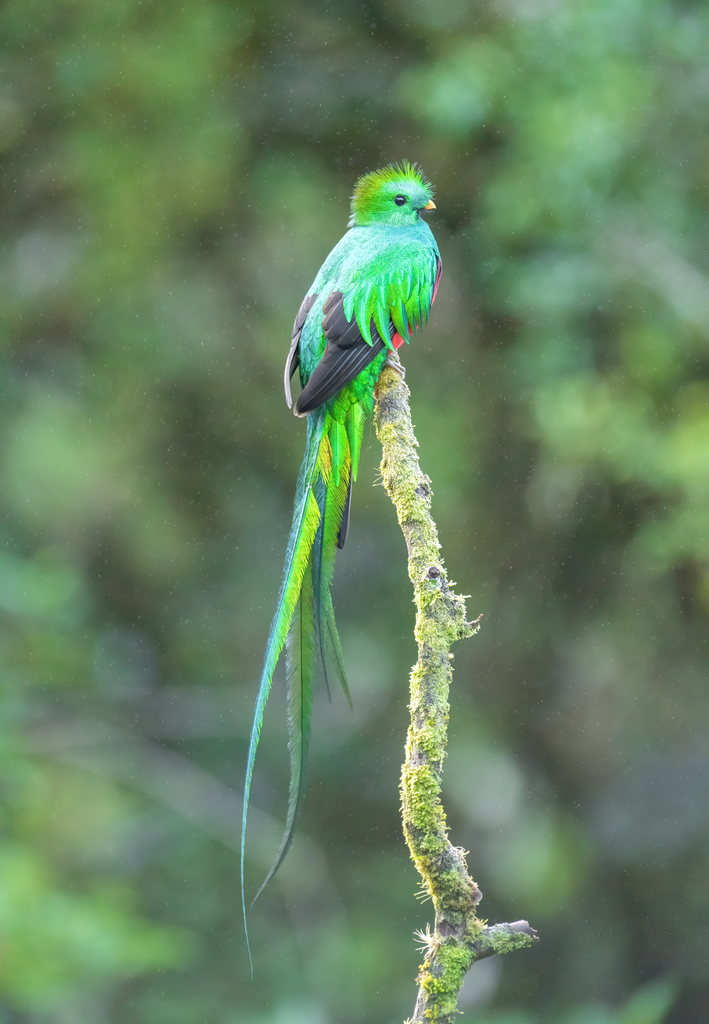 Resplendent Quetzal (Pharomachrus mocinno) — espèce marine DUNE