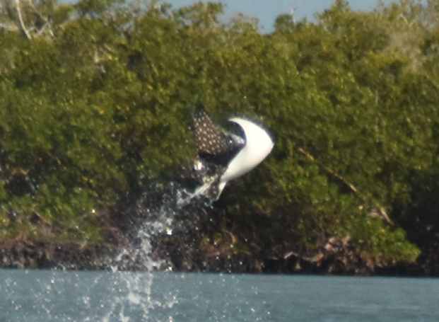 Eagle Ray (Aetobatus narinari) — espèce marine DUNE