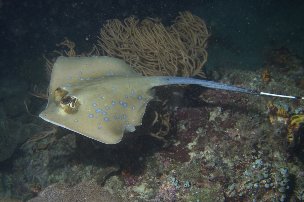 Manta Ray (Neotrygon kuhlii) — espèce similaire