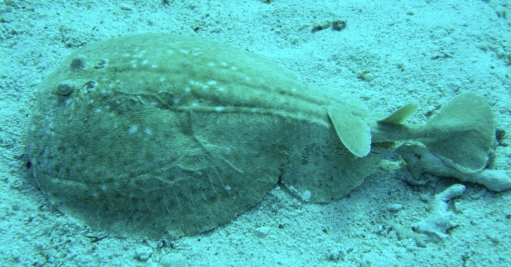 Raie torpille tropicale (Torpedo panthera) — espèce similaire
