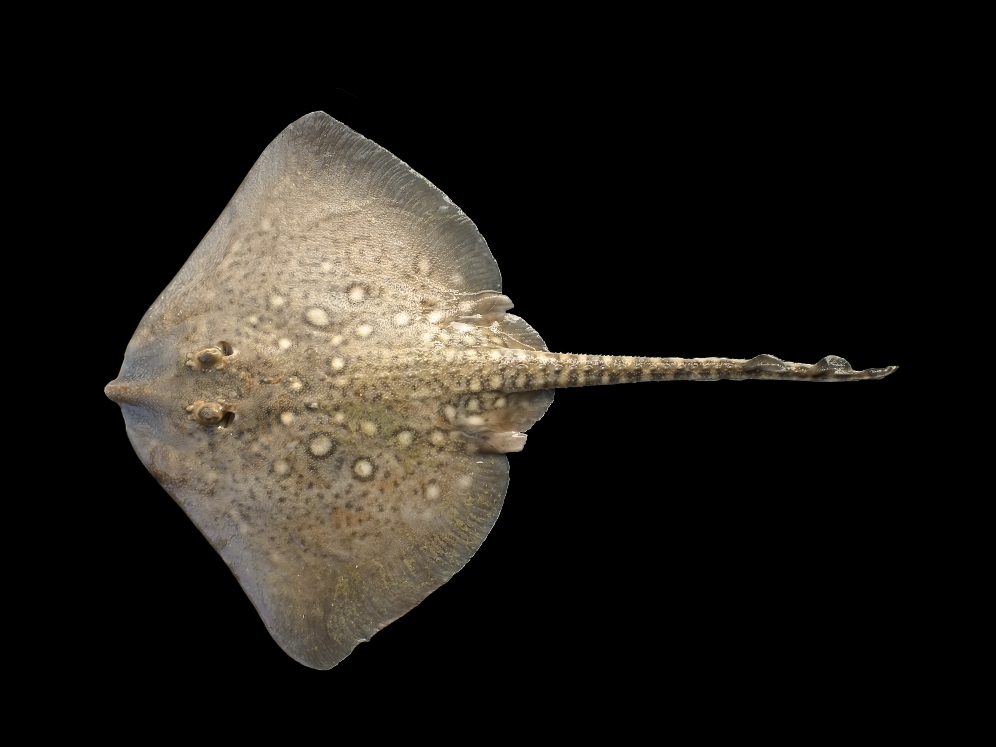 Spiny ray (Raja clavata) — espèce similaire