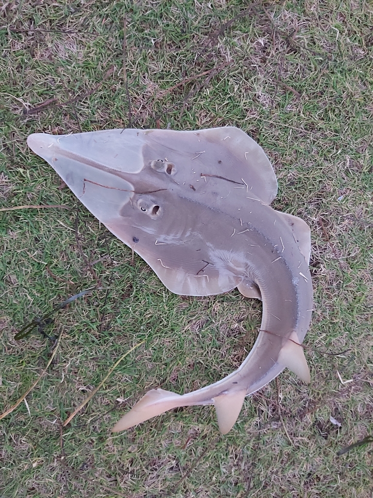 Raie scie tropicale (Glaucostegus typus) — espèce similaire