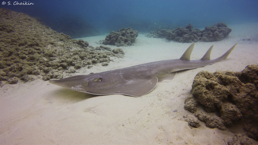 Guitar Ray (Rhinobatos rhinobatos) — espèce marine DUNE