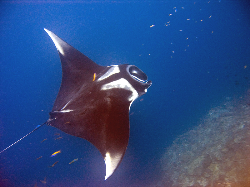 Manta (Mobula birostris) — espèce marine DUNE