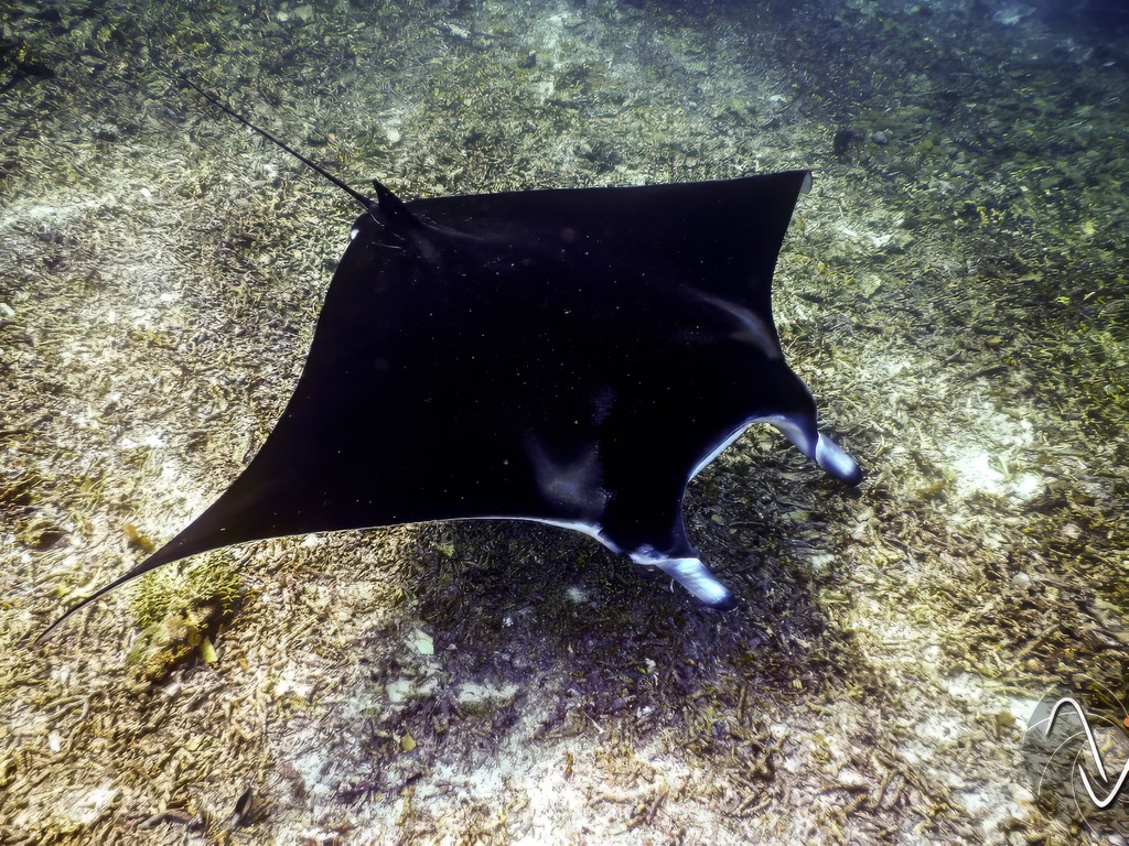 Raie mante recifale (Mobula alfredi) — espèce similaire