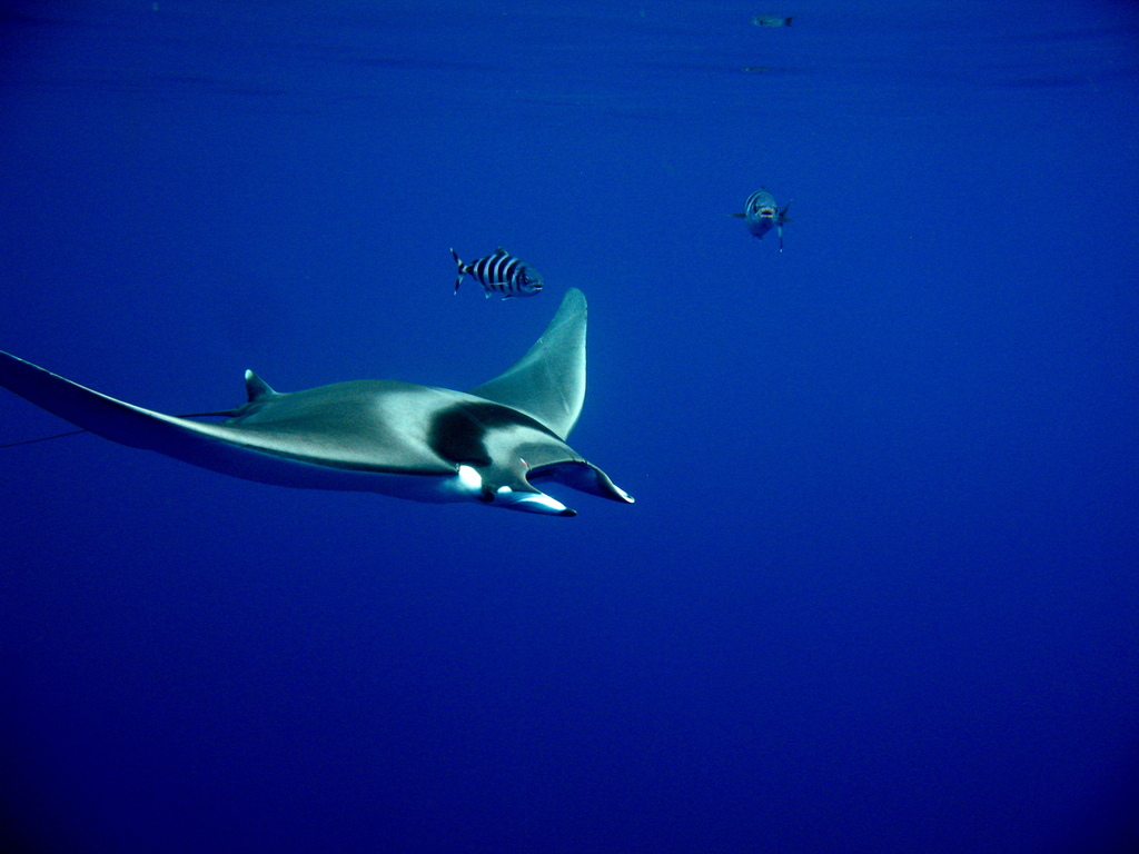 Raie mobula (Mobula mobular) — espèce similaire