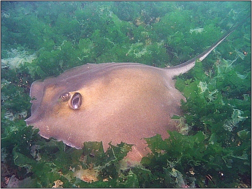 Ray (Dasyatis pastinaca) — espèce marine DUNE