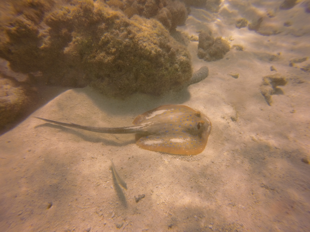 Ribbon ray (Taeniura lymma) — espèce marine DUNE