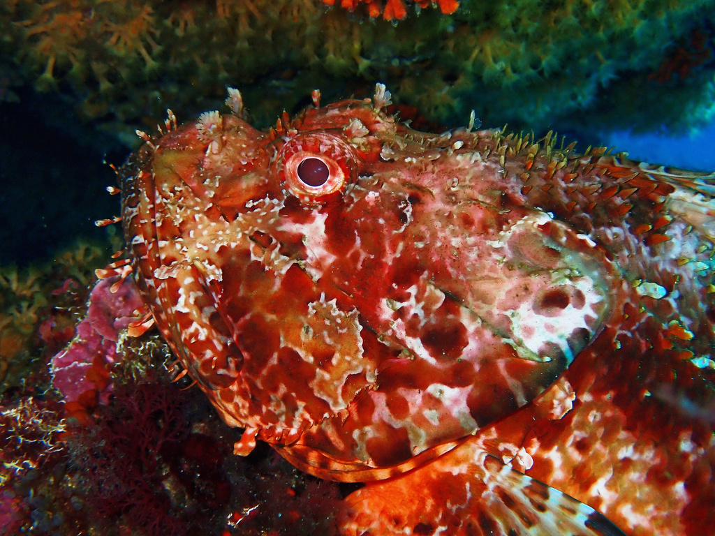 Red scorpionfish (Scorpaena scrofa) — espèce marine DUNE