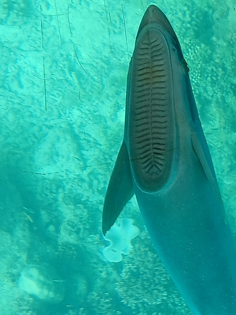 Remora (Echeneis naucrates) — espèce similaire