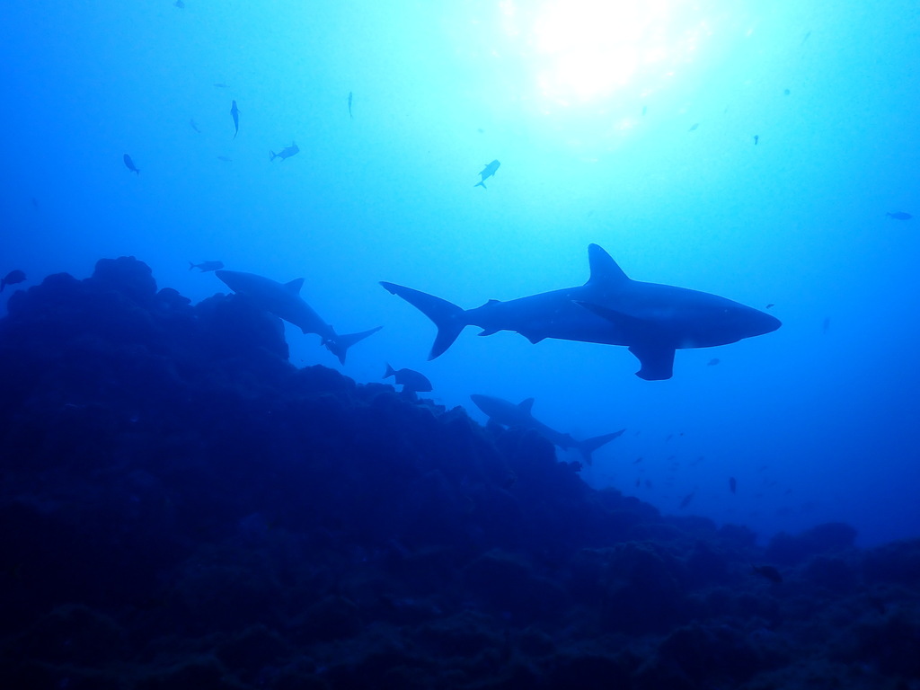 Silky Shark (Carcharhinus albimarginatus) — espèce marine DUNE