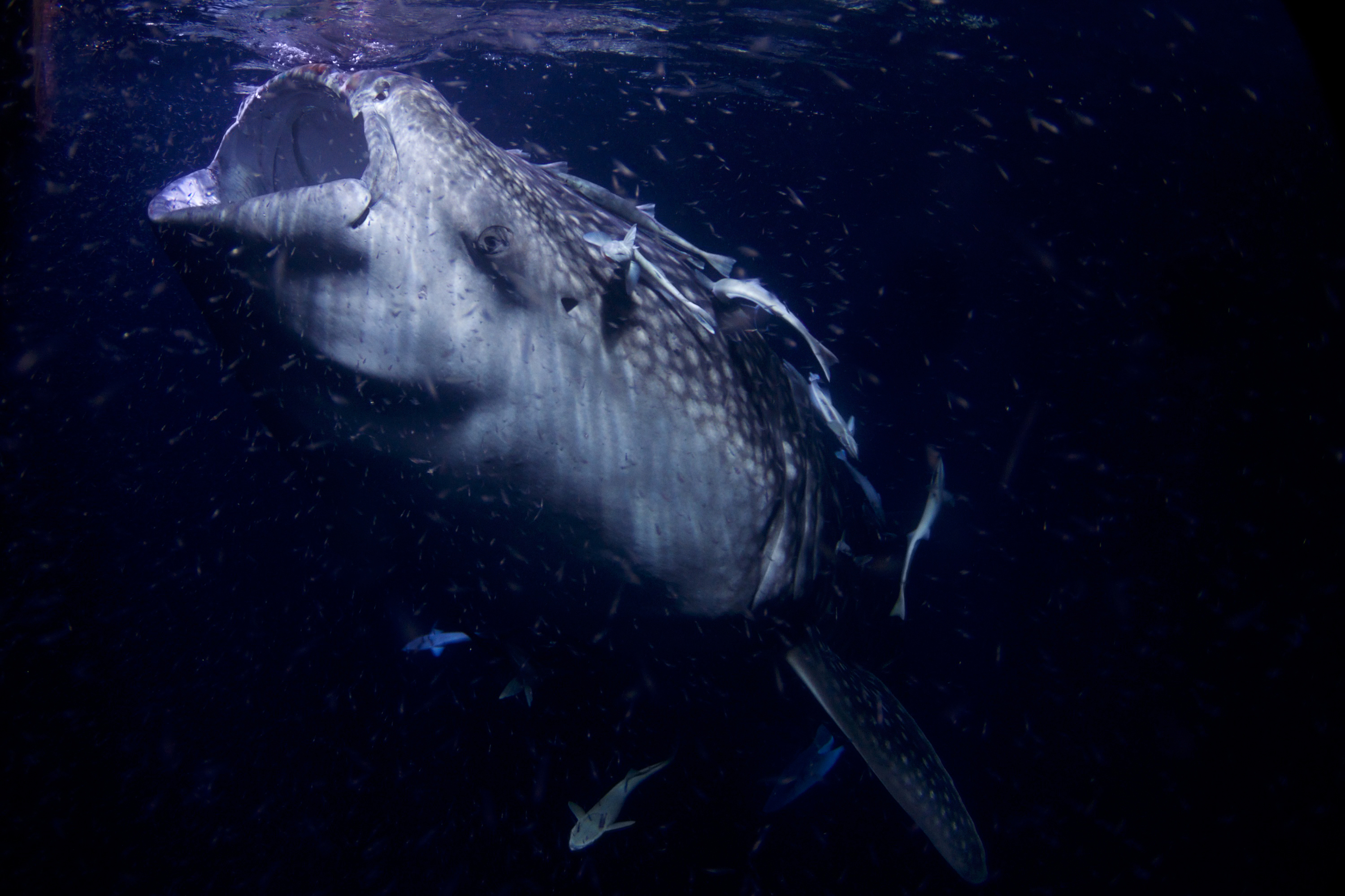 Whale Shark (Rhincodon typus) — espèce marine DUNE