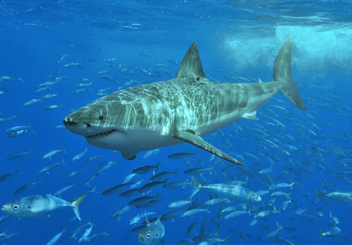 Great White Shark (Carcharodon carcharias) — espèce marine DUNE