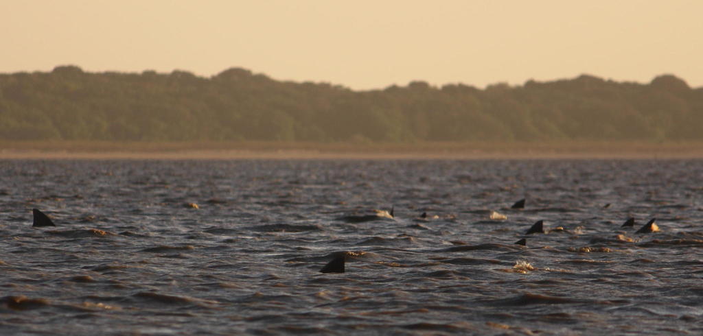 Bull Shark (Carcharhinus leucas) — espèce marine DUNE