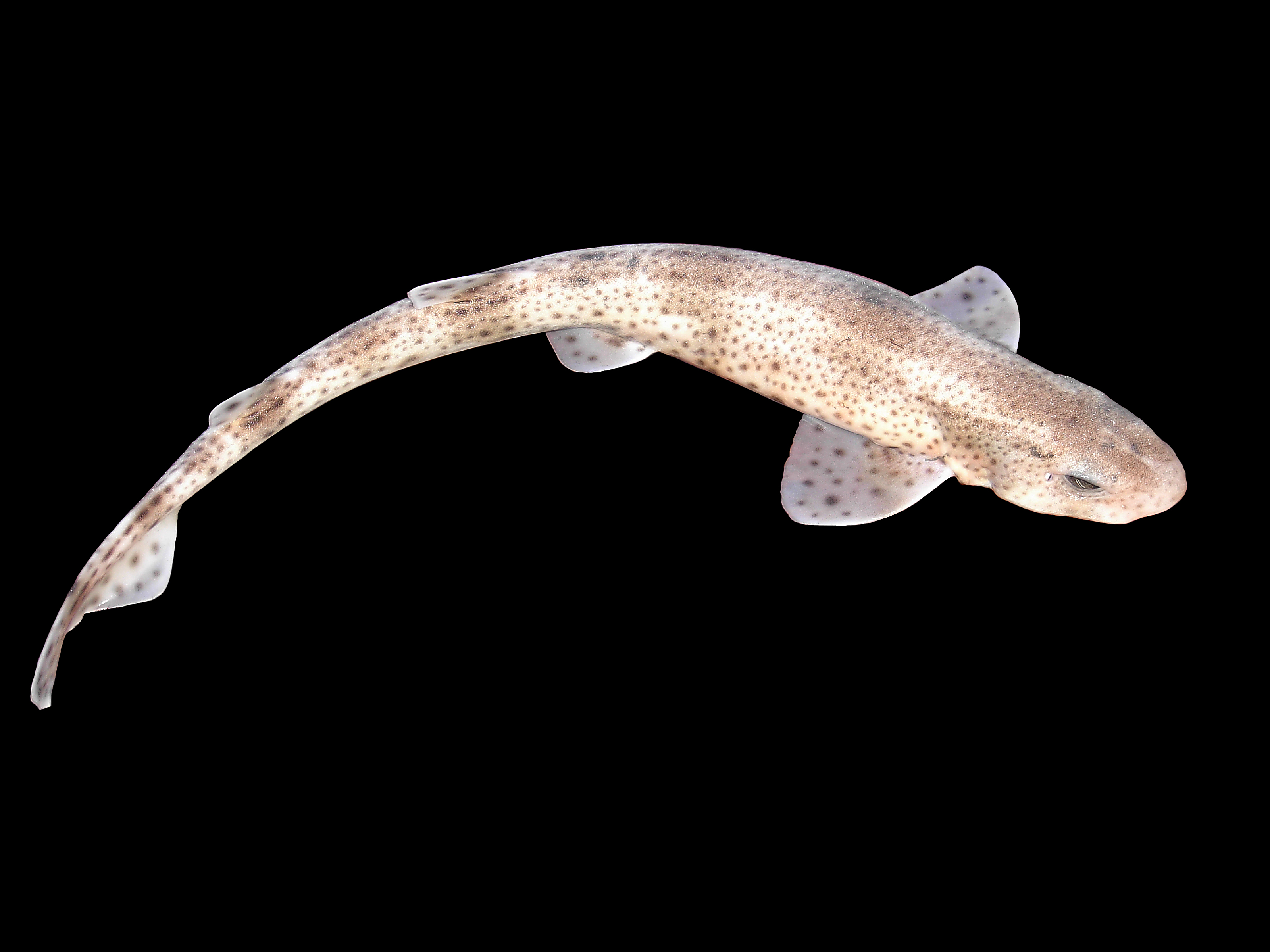 Seal (Scyliorhinus canicula) — espèce marine DUNE