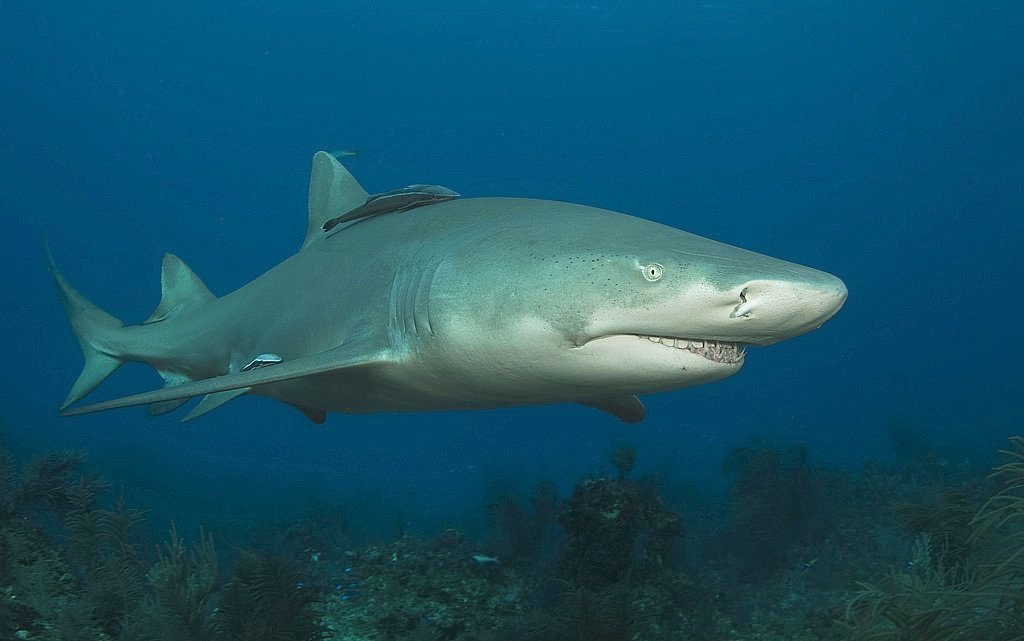 Lemon Shark (Negaprion brevirostris) — espèce marine DUNE