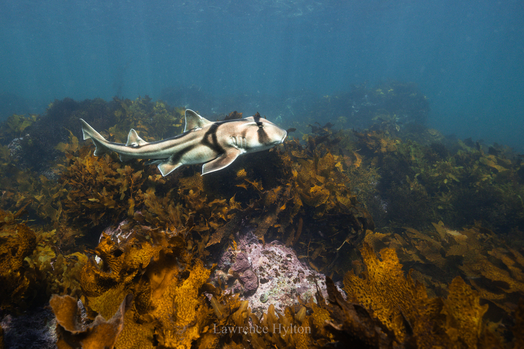 Horned shark (Heterodontus portusjacksoni) — espèce marine DUNE