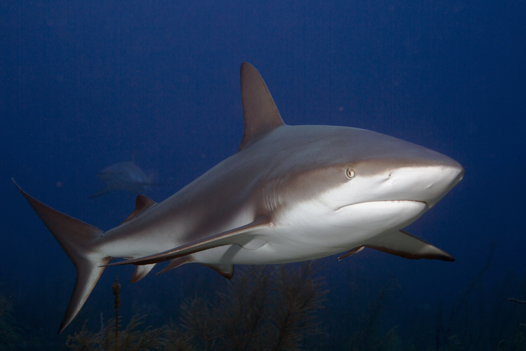 Coral Shark (Carcharhinus perezi) — espèce marine DUNE