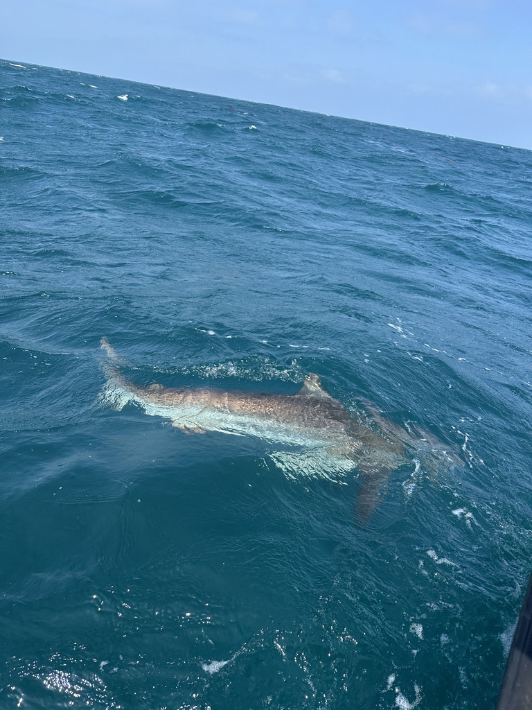 Loggerhead Shark (Carcharhinus obscurus) — espèce marine DUNE