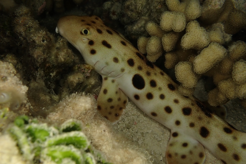 Spotted Sleep Shark (Hemiscyllium ocellatum) — espèce similaire