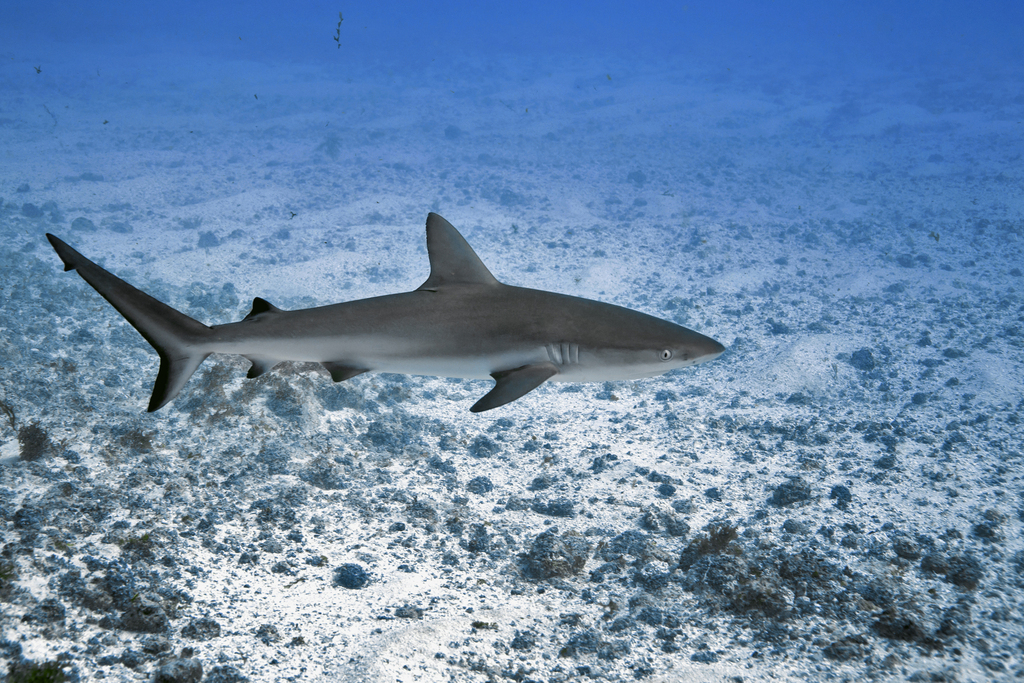 Oceanic Whitetip Shark (Carcharhinus galapagensis) — espèce marine DUNE