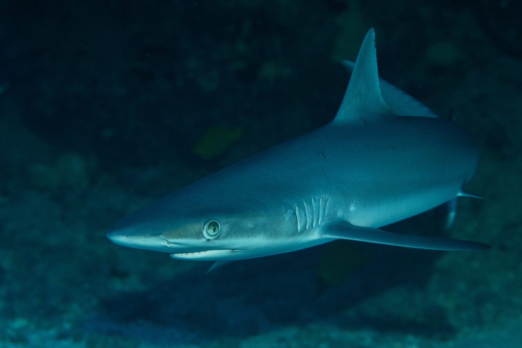 Barrier shark (Carcharhinus amblyrhynchos) — espèce marine DUNE