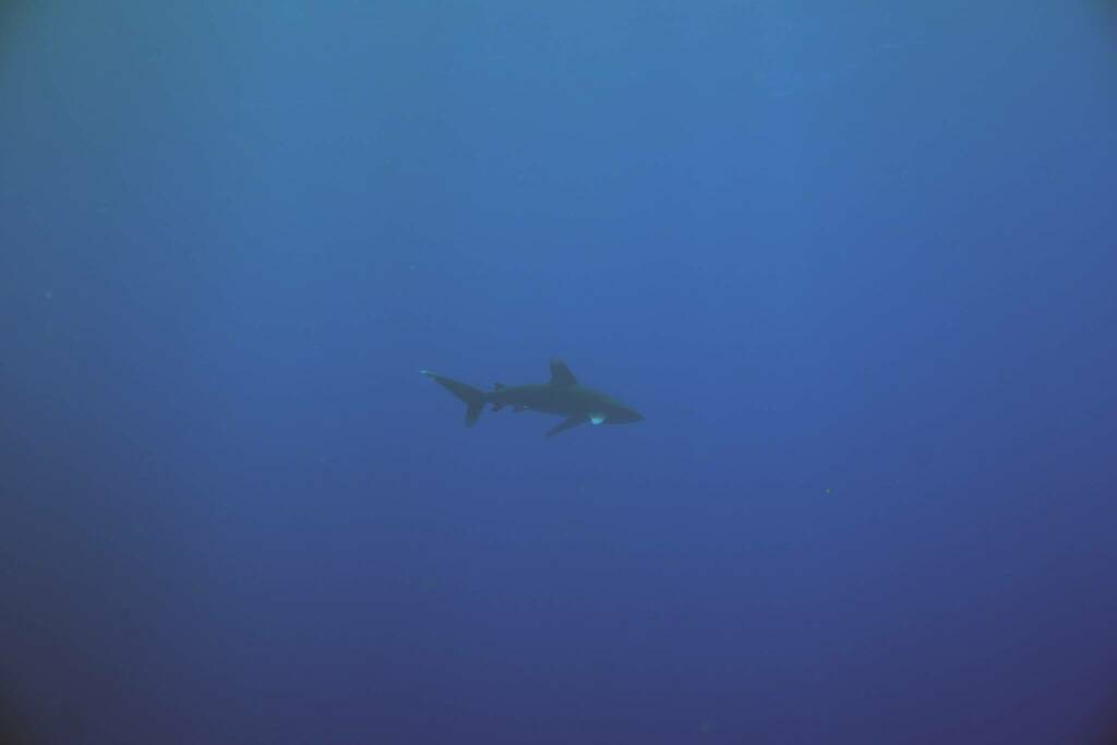 Requin longimanus (Carcharhinus longimanus) — espèce similaire