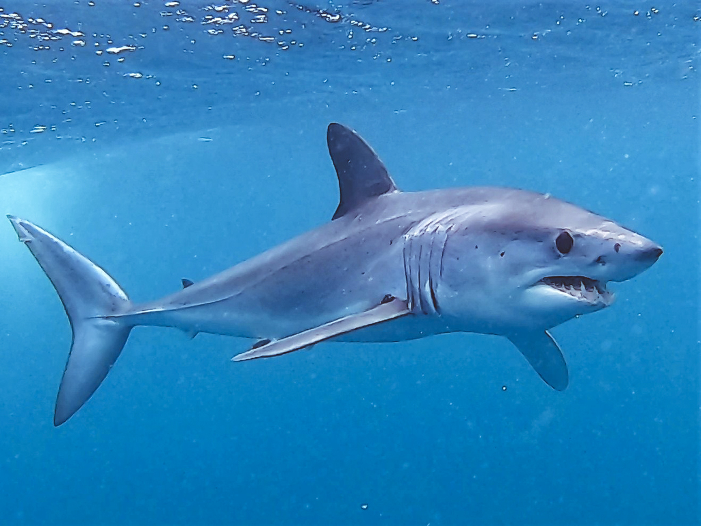 Mako Shark (Isurus oxyrinchus) — espèce marine DUNE