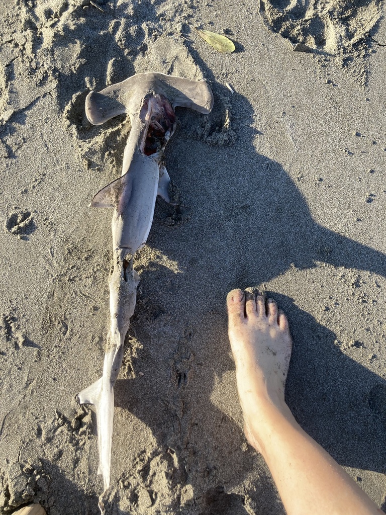 Great Hammerhead (Sphyrna zygaena) — espèce marine DUNE