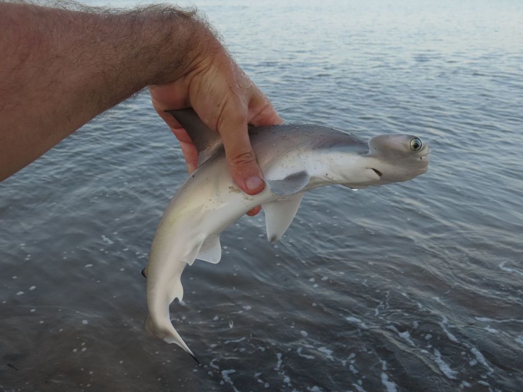 Scalloped Hammerhead (Eusphyra blochii) — espèce marine DUNE