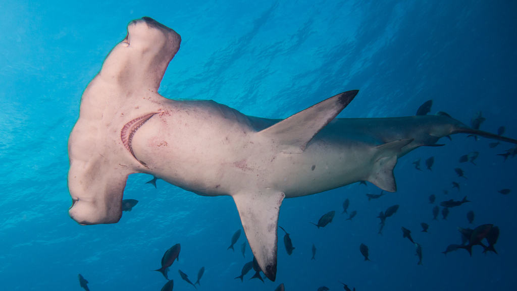 Hammerhead Shark (Sphyrna lewini) — espèce marine DUNE