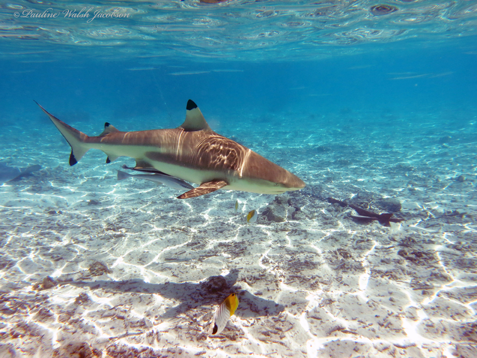 White-nose shark (Nasolamia velox) — espèce similaire