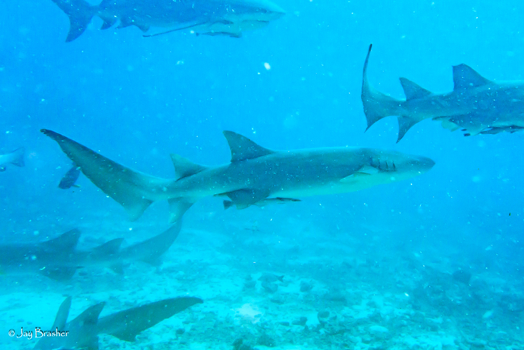 Requin nourrice (Nebrius ferrugineus) — espèce similaire