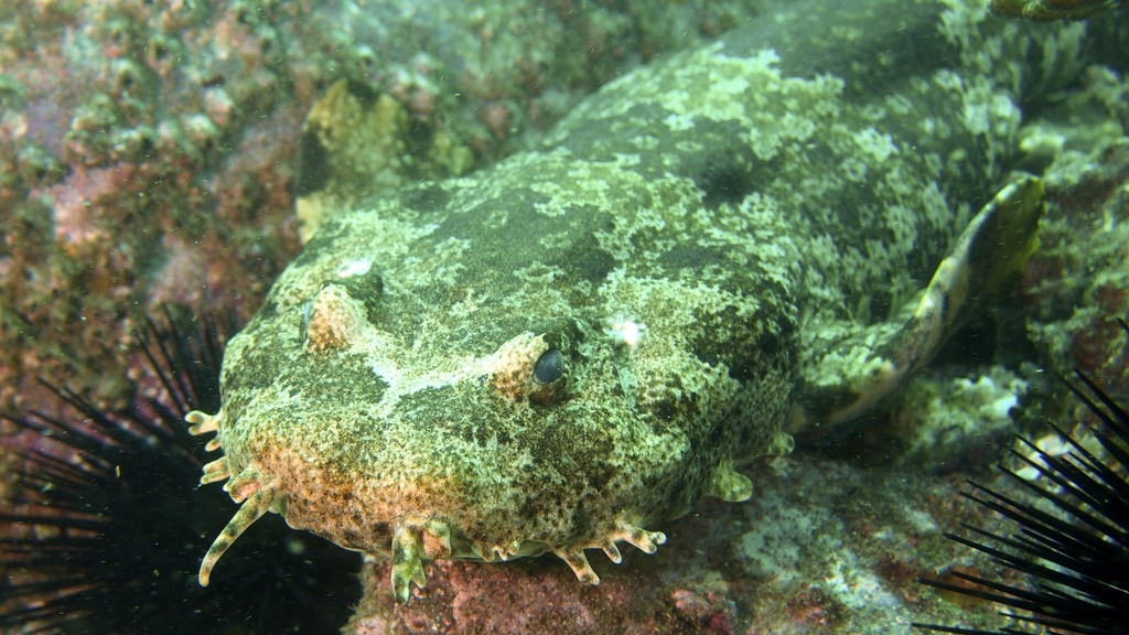 Ornate wobbegong (Orectolobus ornatus) — espèce similaire