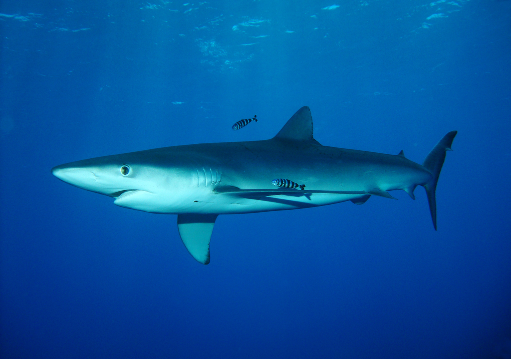 Blue Shark (Prionace glauca) — espèce marine DUNE