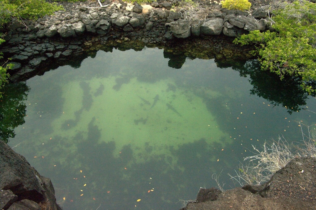 Requin à pointe blanche du récif (Triaenodon obesus) — espèce similaire