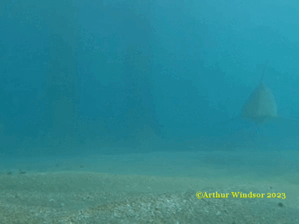 Oceanic Blacktip Shark (Carcharhinus limbatus) — espèce marine DUNE