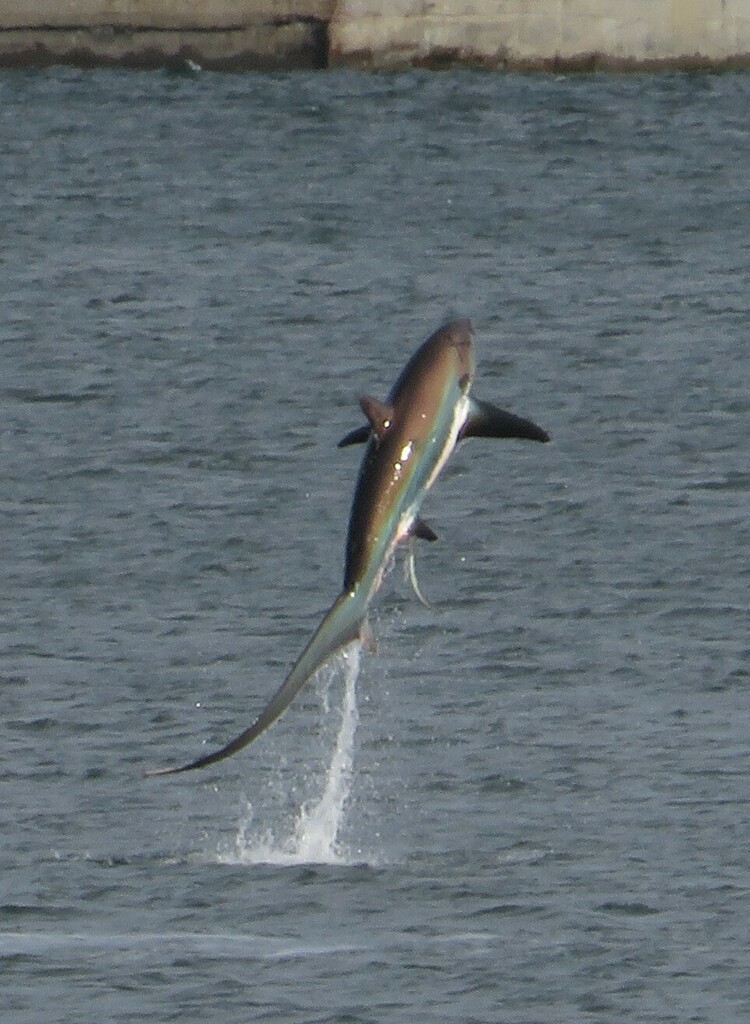 Fox shark (Alopias vulpinus) — espèce marine DUNE