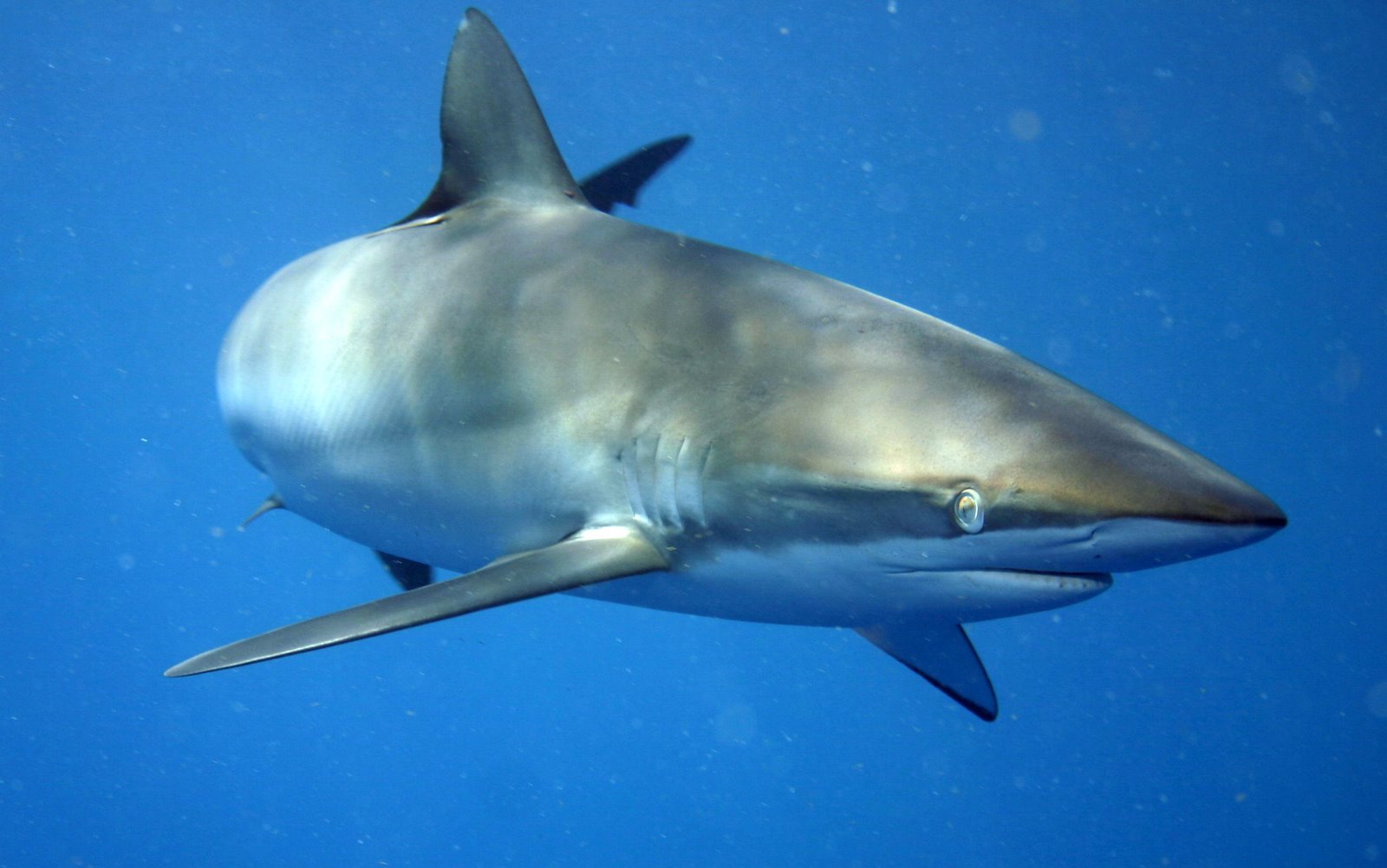 Silky Shark (Carcharhinus falciformis) — espèce marine DUNE