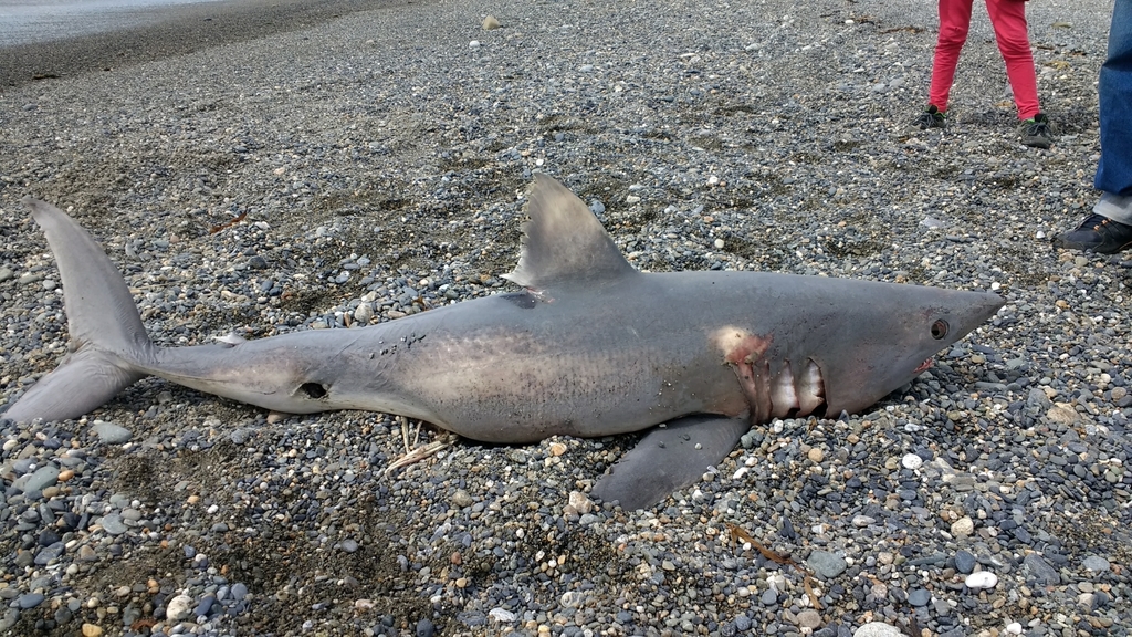 Common sawfish (Lamna nasus) — espèce similaire