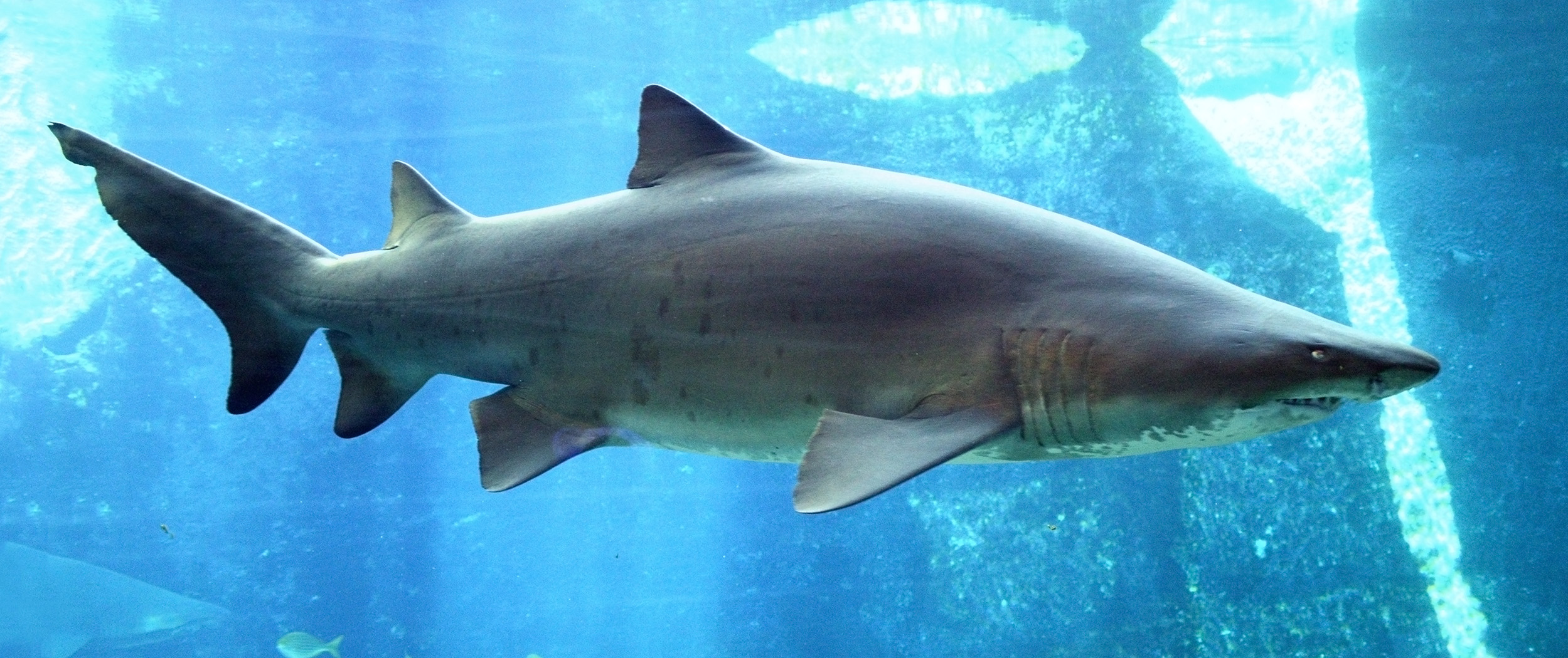 Bull shark (Carcharias taurus) — espèce marine DUNE