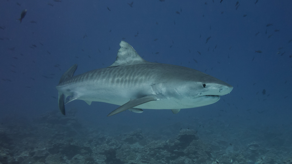 Tiger Shark (Galeocerdo cuvier) — espèce marine DUNE