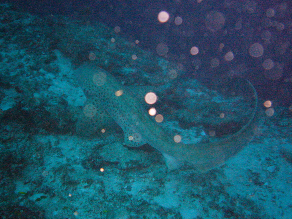 Zebra Shark (Stegostoma tigrinum) — espèce marine DUNE