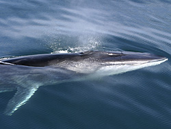 Rorqual commun (Balaenoptera physalus) — espèce similaire