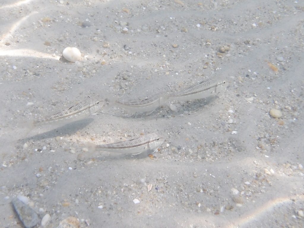 Red Mullet (Mullus surmuletus) — espèce similaire