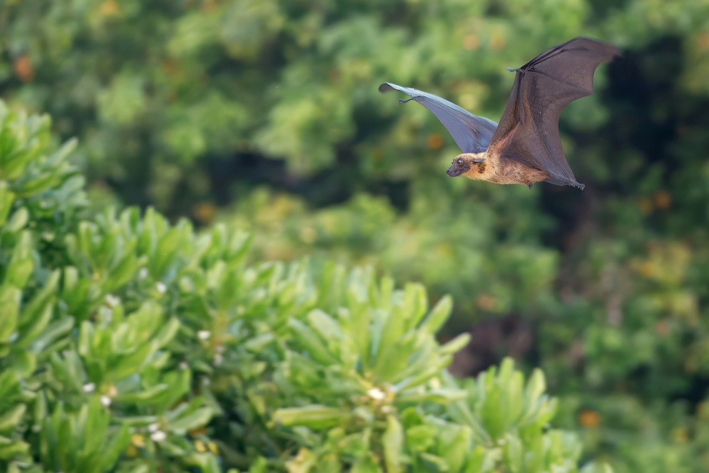 Maldives Flying Fox (Pteropus giganteus) — espèce similaire