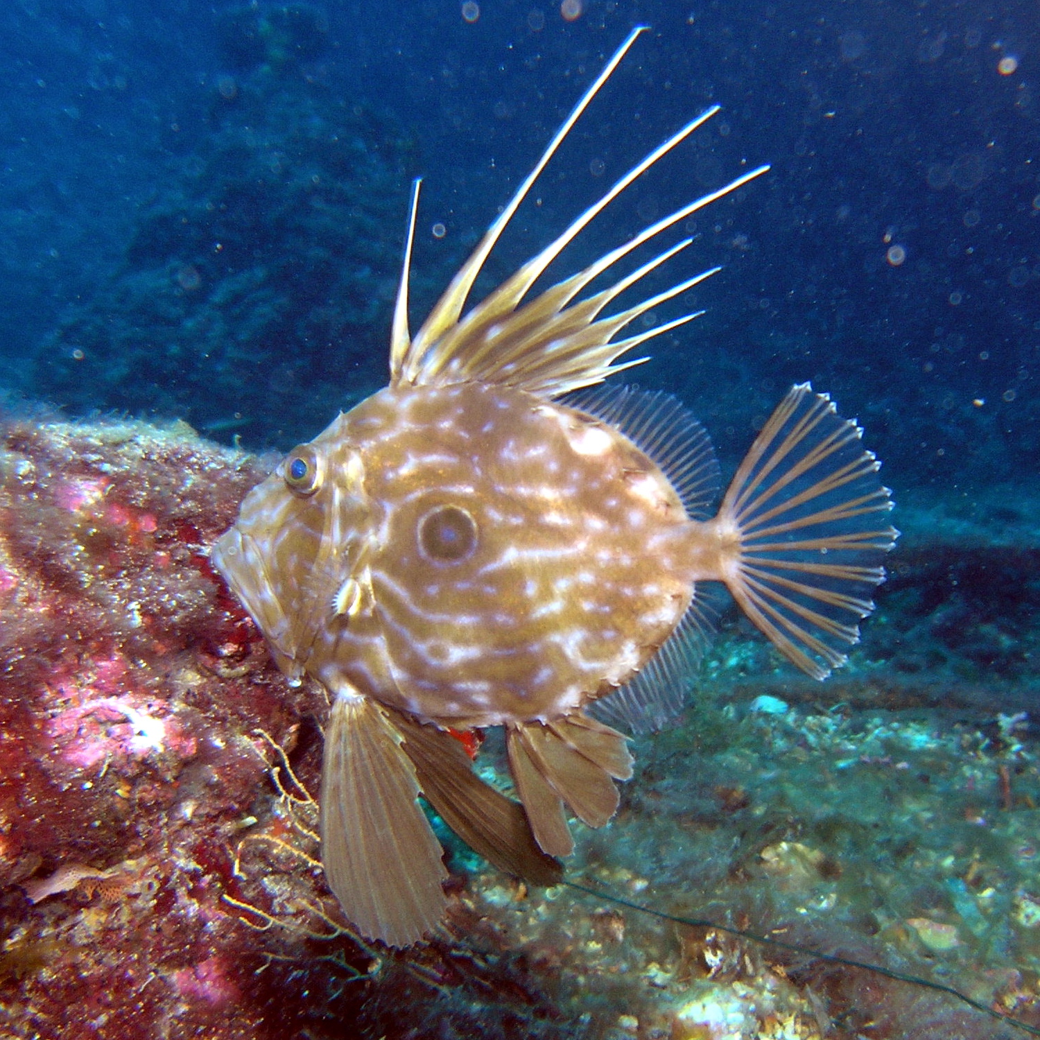 John Dory (Zeus faber) — espèce marine DUNE